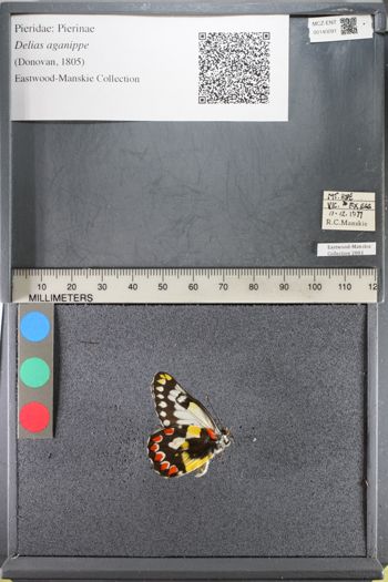 Media type: image;   Entomology 140091